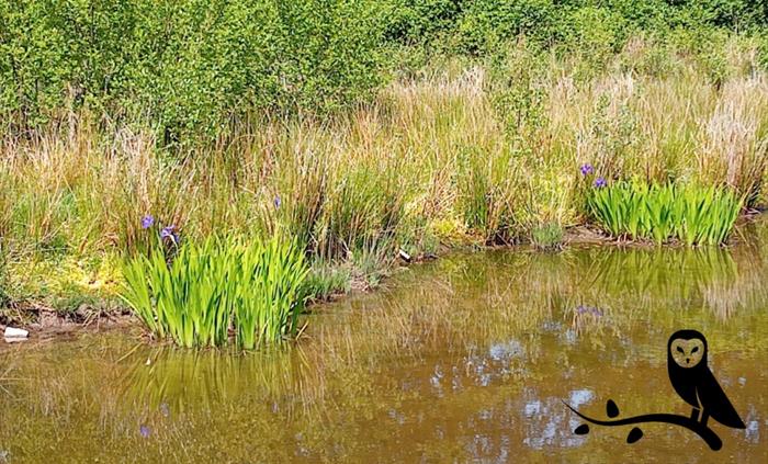 Longwood hide pond